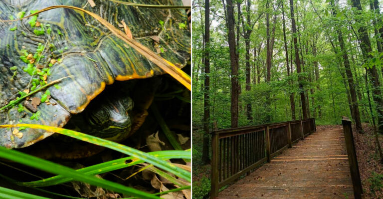 This Mississippi Trail Leads You Past A Wildlife Rescue Caring For Injured And Orphaned Animals