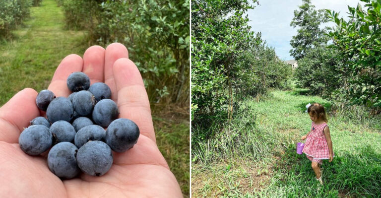 This Georgia Berry Farm Offers $12 Per Gallon Blueberry Picking Unlimited Fresh Berries And The Most Refreshing Blueberry Lemonade