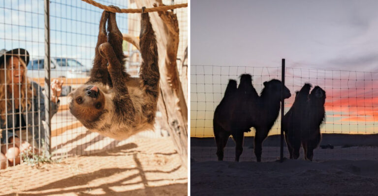 This Massive Nevada Ranch Brings You Face-To-Face With Exotic Animals