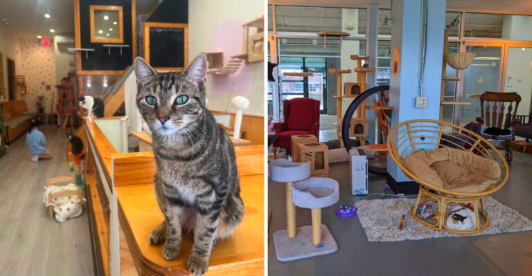 New York Has 10 Cat Cafes Where Rescue Cats Pick Their Own Humans And Regulars Say It’s The Best Hour Of Their Week