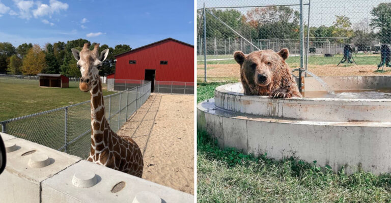 This Michigan Wildlife Park Feels Like A Safari Without Leaving The State