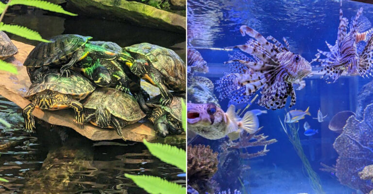 This Louisiana Aquarium Is A Quiet Hidden Gem For An Unforgettable Family Day Out