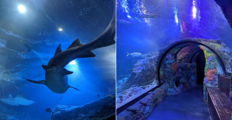 Spend Hours Exploring This Massive Michigan Aquarium Filled With Sharks And Sea Life
