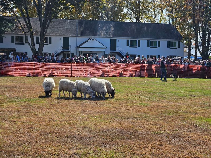 Sheep & Wool Festival, Rhinebeck, NY