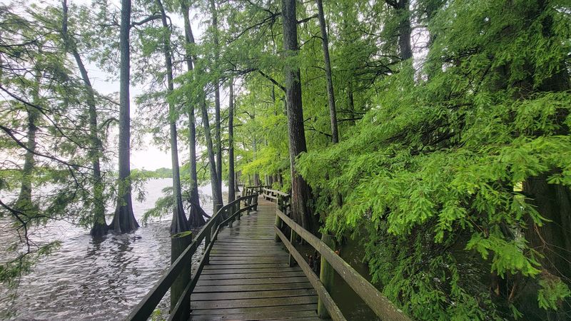 Reelfoot Lake State Park Cypress Boardwalk