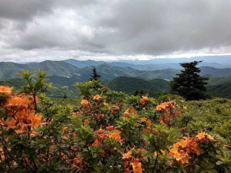 Roan Mountain State Park