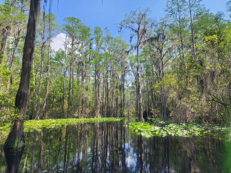 Okefenokee National Wildlife Refuge - Suwannee Canal Recreation Area