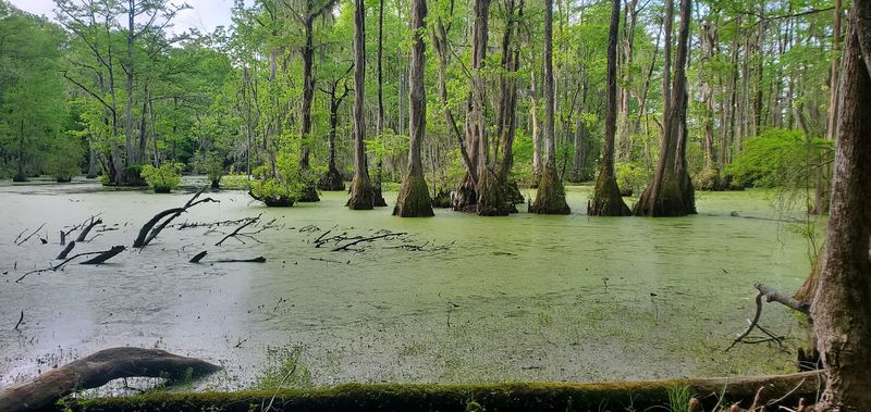 Lassiter Trail, Merchants Millpond State Park, North Carolina