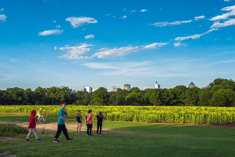 Sunflower Field At Dix Park