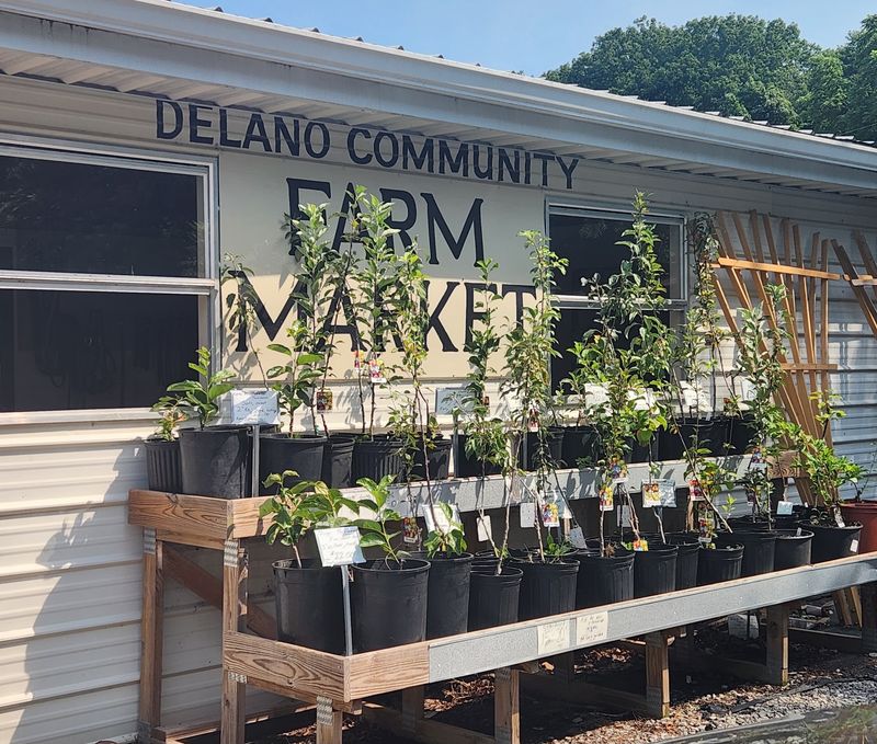 Delano Community Farm Market, Delano, TN