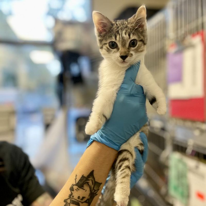 Nashville Humane Association