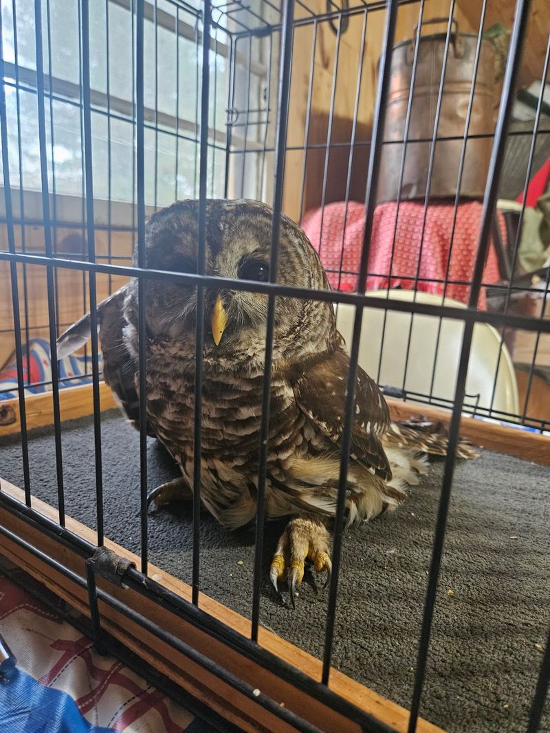 Walden's Puddle Wildlife Center