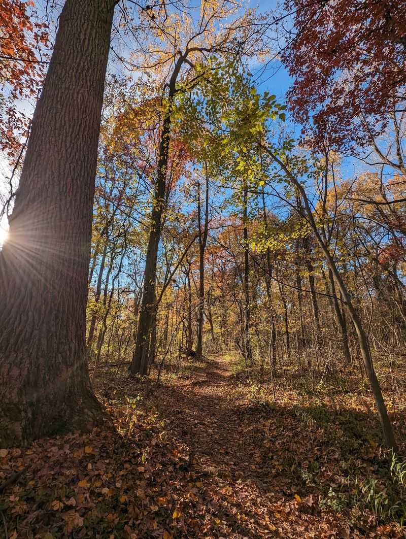 How the Trees Outlasted the Saw