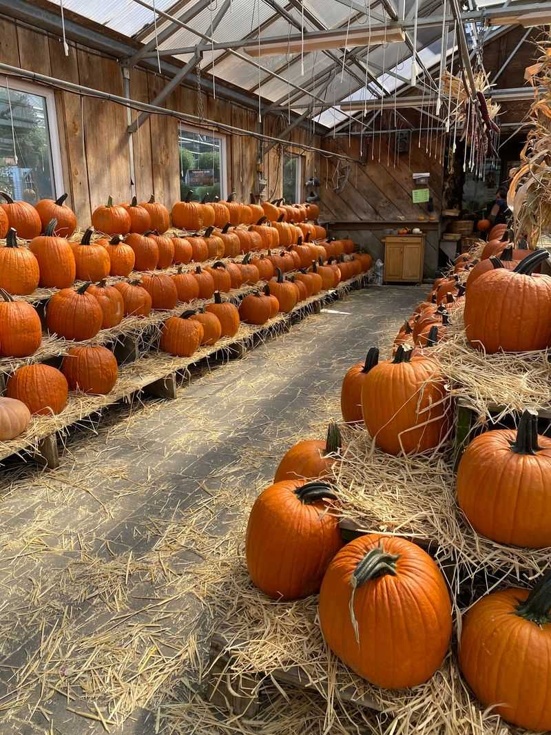 Mountains Of Pumpkins And Winter Squash