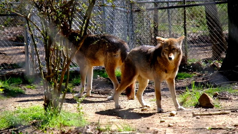 The Red Wolf Story Behind The Fence