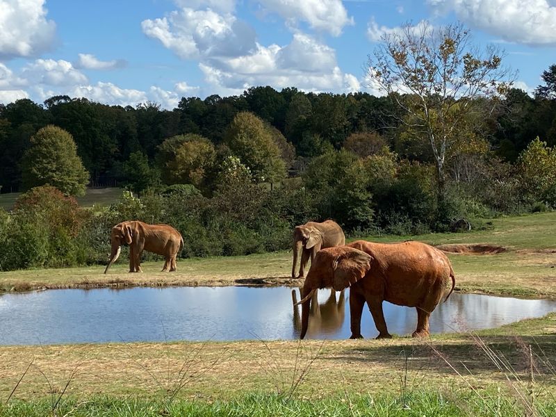 Watani Grasslands And The Elephants Who Own It