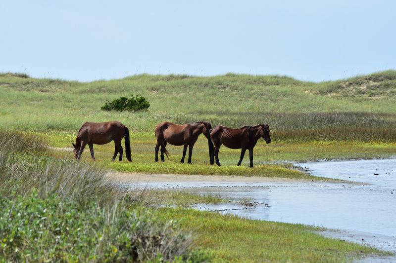 Wild Horses With A Mysterious Past