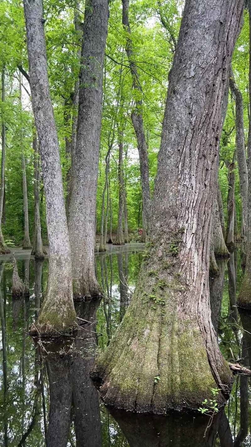 Bald Cypress Knees And Their Strange Job