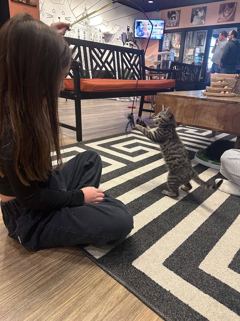 Rescue Cats, A Foster Program And A Serious Adoption Process