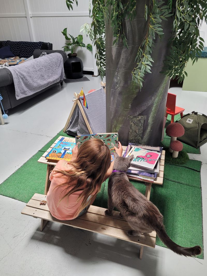 Rescue Cats With Second Chances