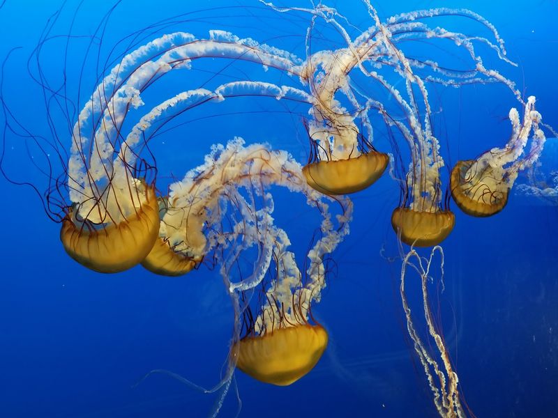 The Hippoquarium Story That Changed Zoo Design