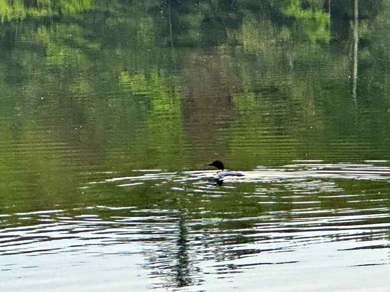 Loons, Eagles, And Other Neighbors Along The Shore