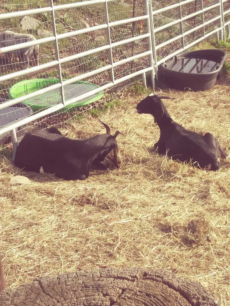 Big Rescues That Need Big Barns
