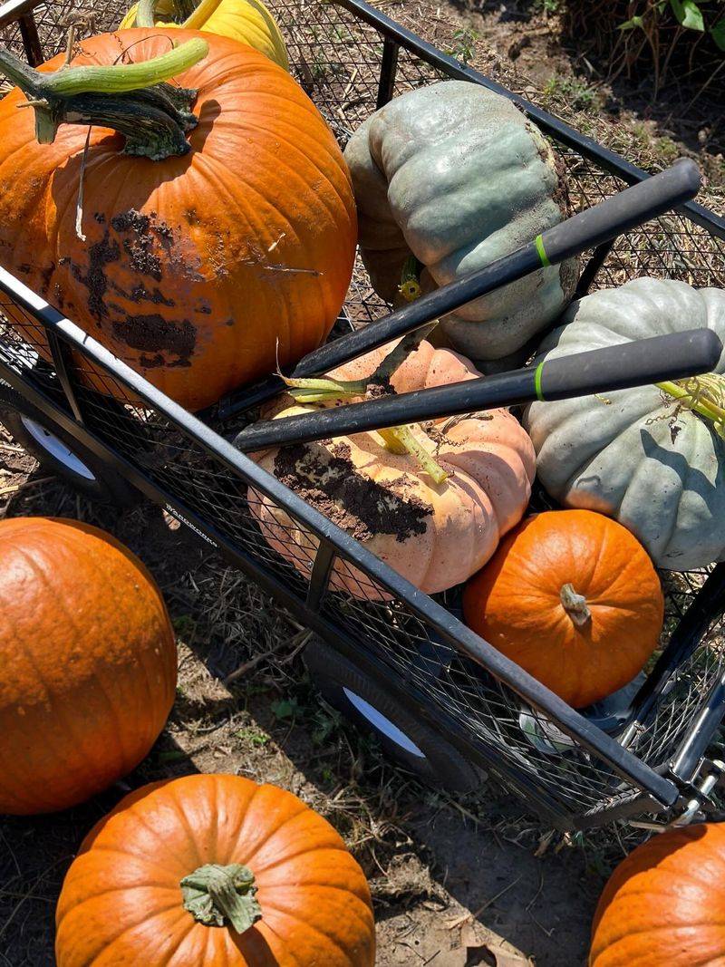 Pumpkins In Every Shape, Size, And Color