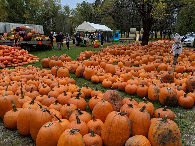 Pumpkins In Every Size, Shape, And Color You Can Imagine