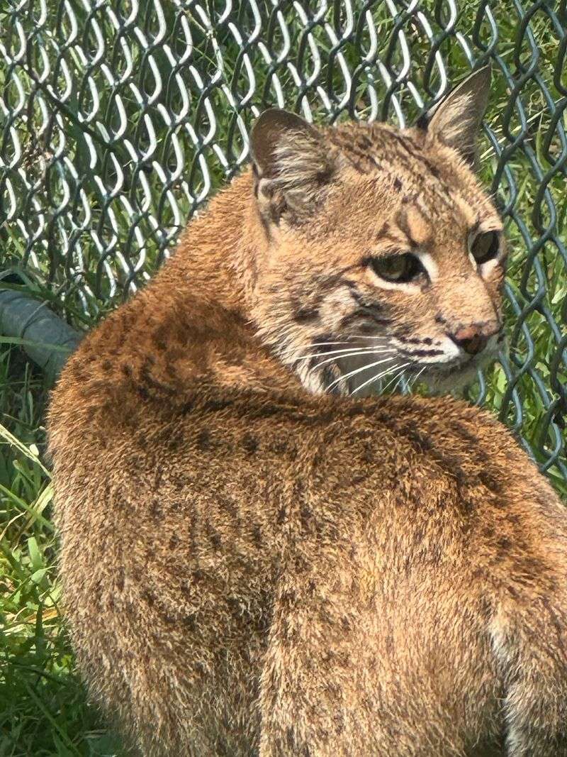 One Cougar Cub and the Woman Who Said Yes