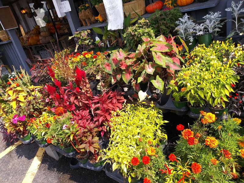 Plants And Flowers That Practically Sell Themselves