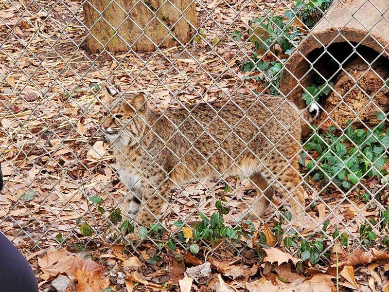 Native Animal Encounters Beyond The Wolves