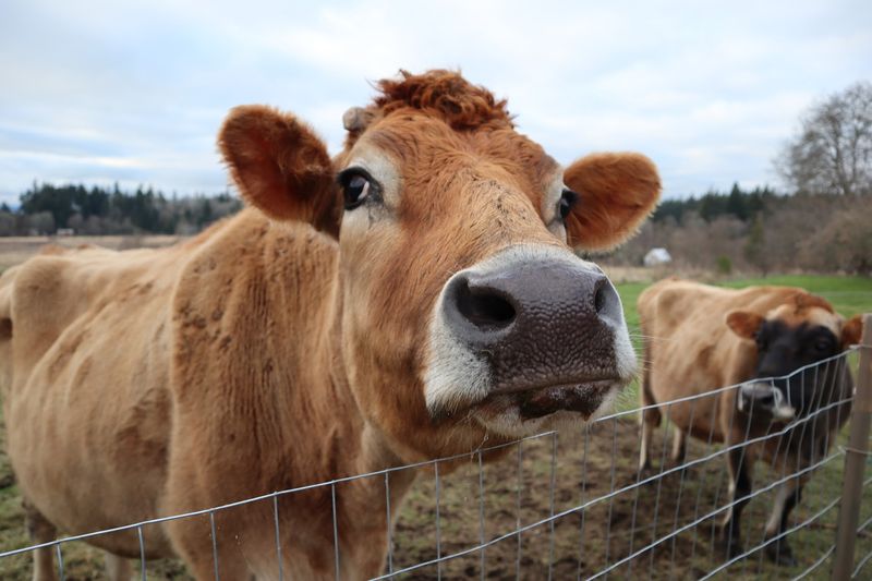 The Fence Line Welcome Committee