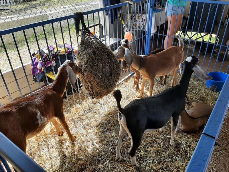 Barns Packed With Cows, Goats And Curious Llamas