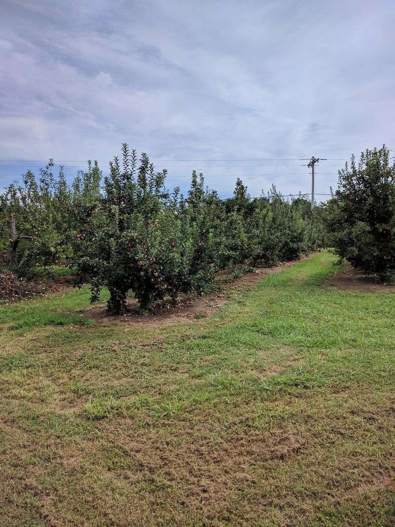 Forty-Five Acres And Forty Thousand Trees