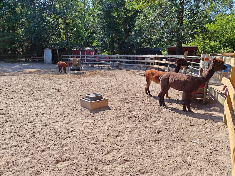 No Cages, No Barriers, Just Open Ground