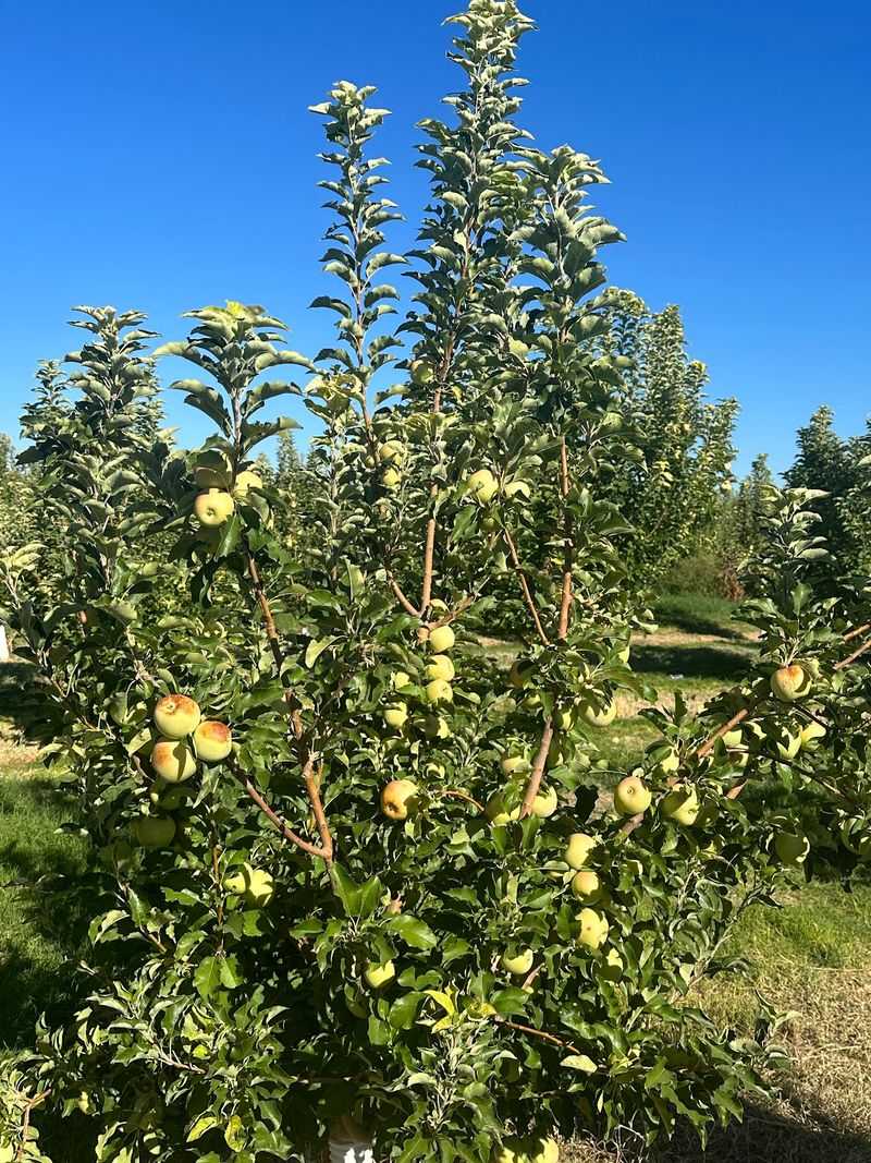 Apples Straight Off The Branch