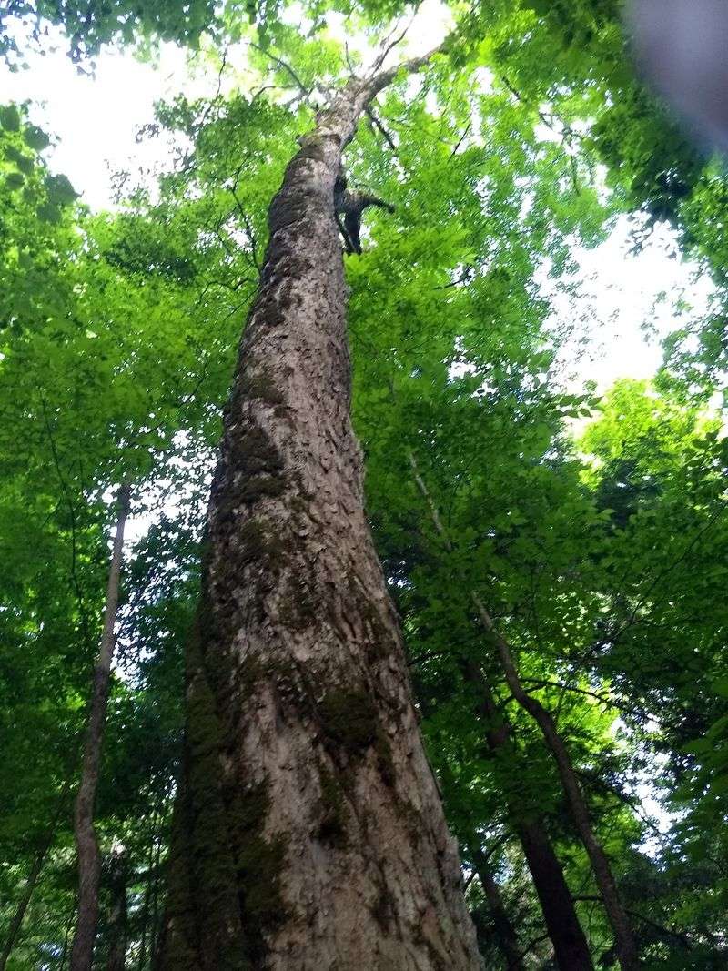 Where East Tennessee's Old Growth Actually Survived