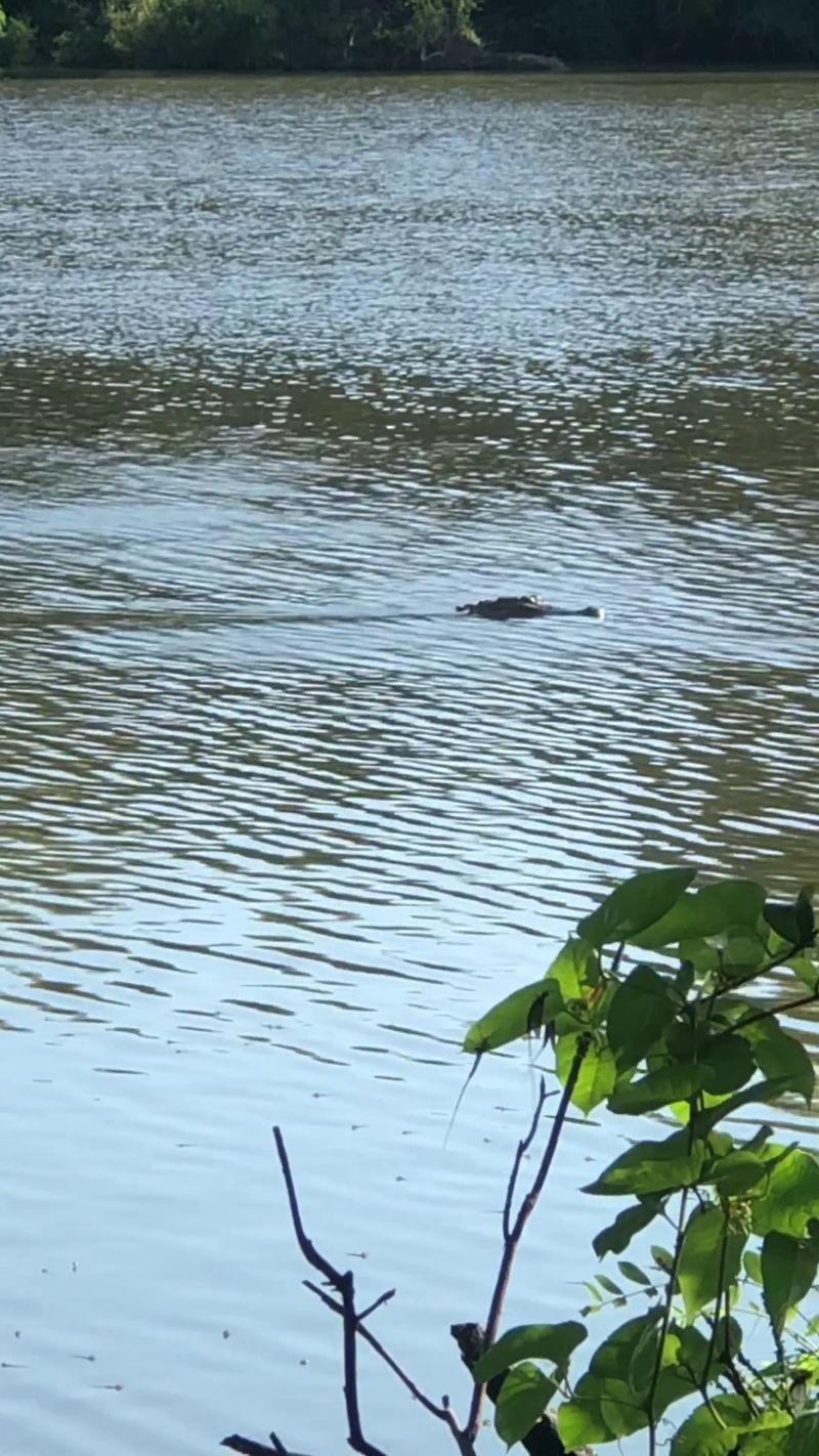 Meet Panther Swamp, Mississippi's Biggest Refuge