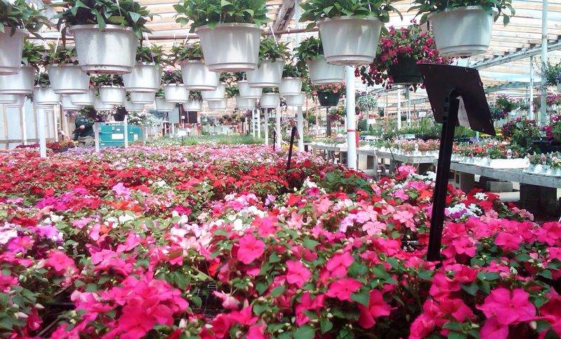Rows Of Perennials And Annuals Worth Planning Around