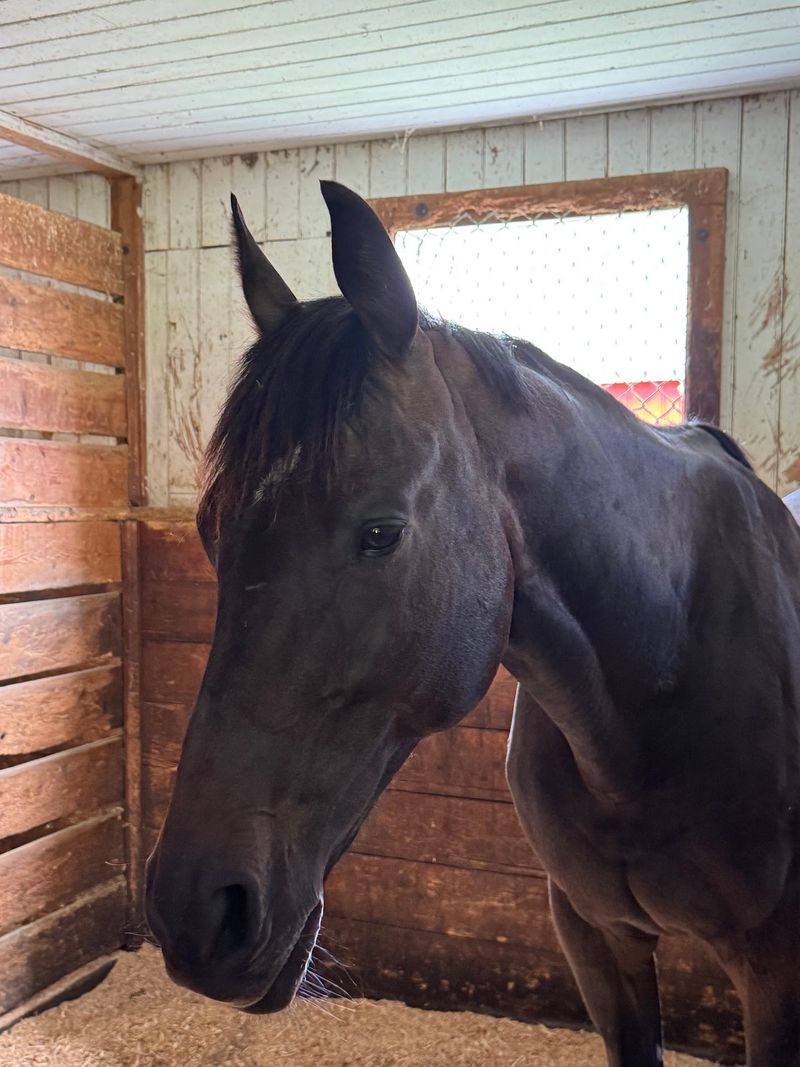 Meet The Horses Behind The Heritage Barn