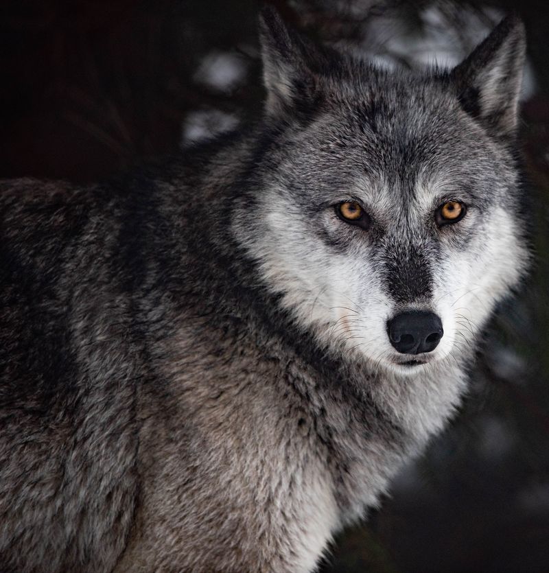 A Hillside Where Howls Replace Traffic Noise