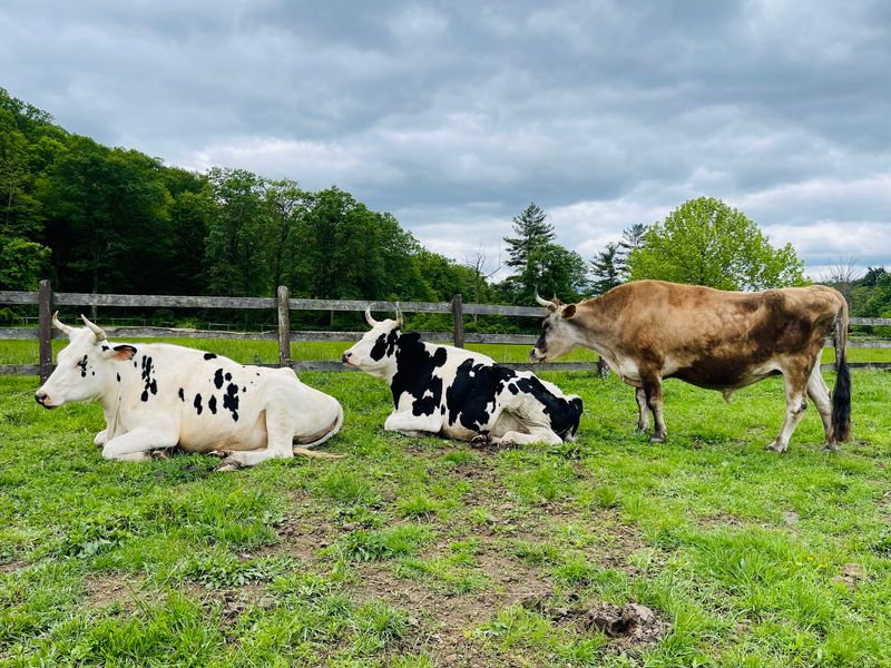 Meet Catskill Animal Sanctuary On Old Stage Road