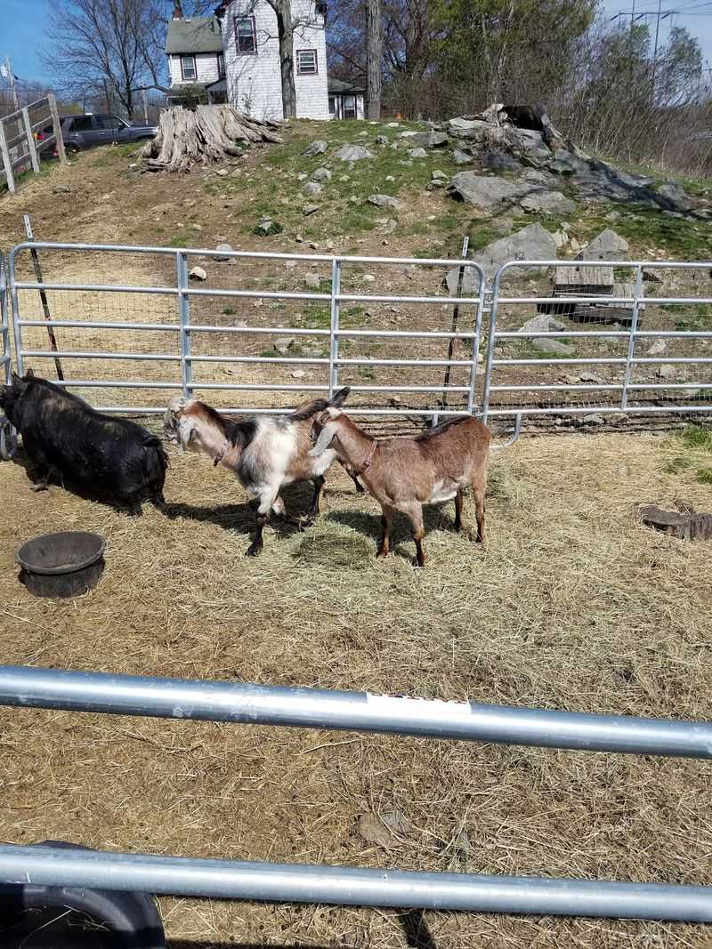 An Open Door For Every Creature In Need