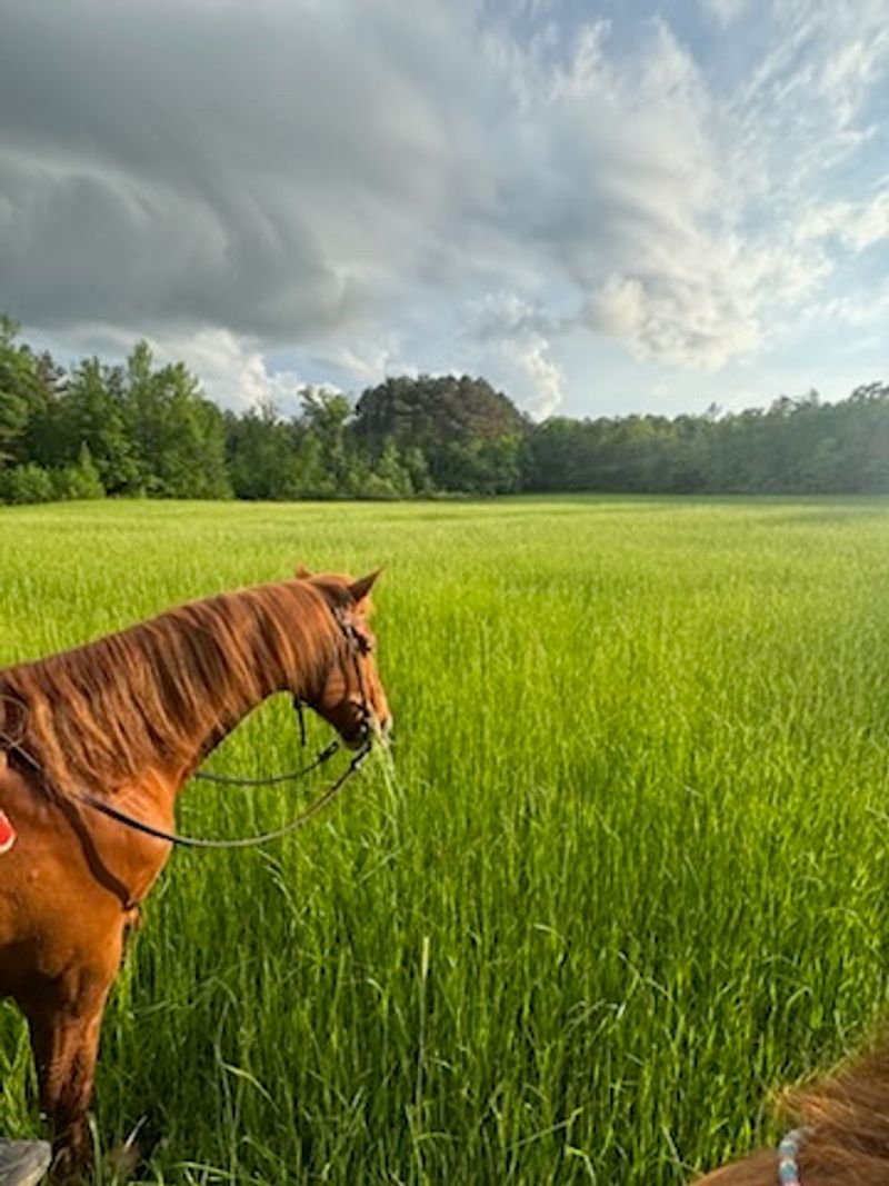 Say Hello To Soul Of Dixie Trail Rides