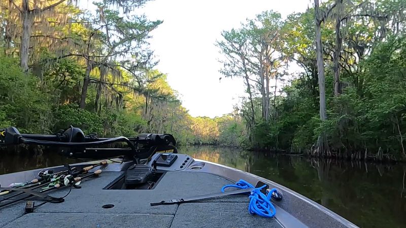 Snakes Gators And Other Wild Neighbors