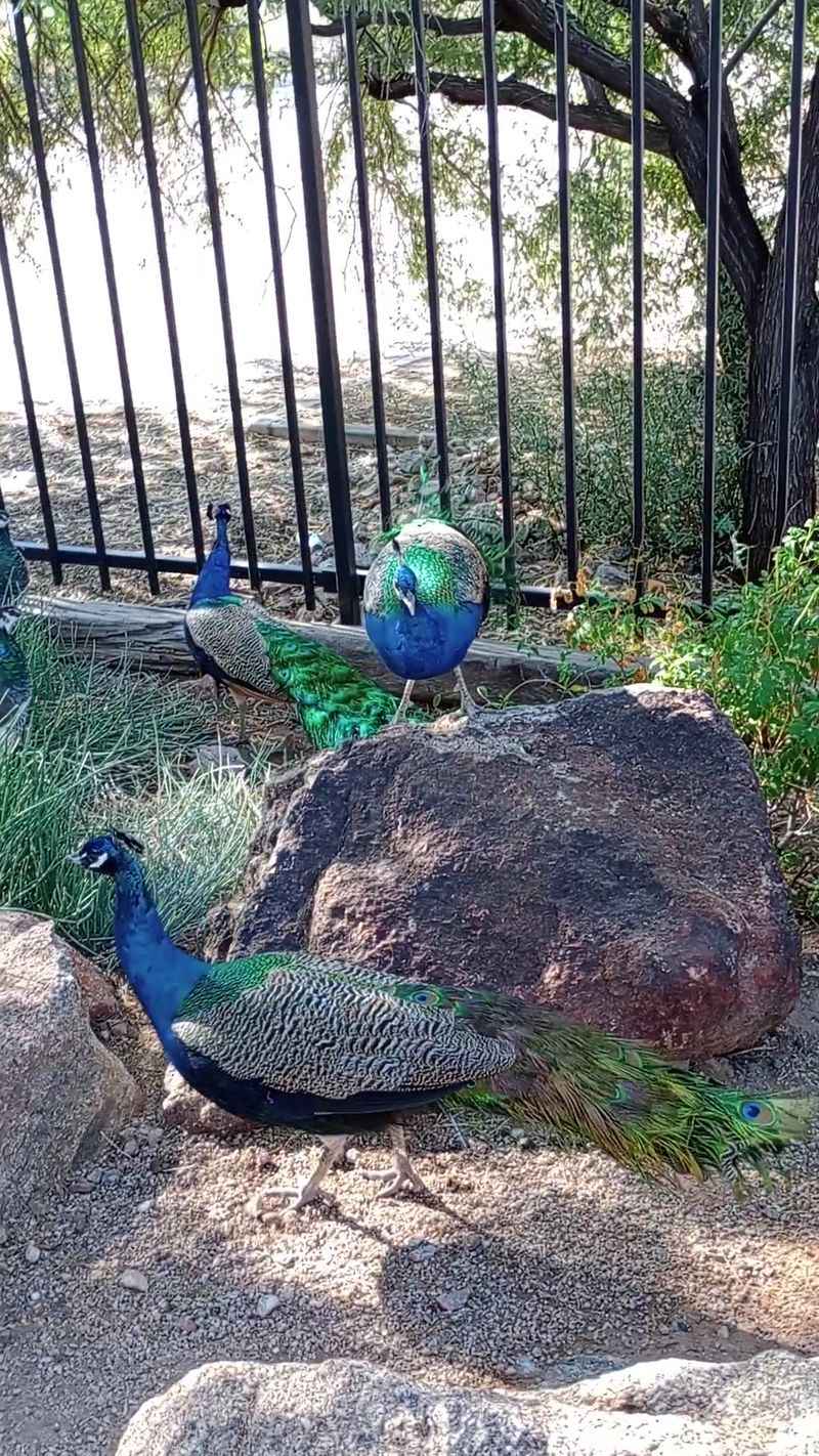 Meet The Feathered Welcome Committee