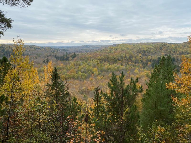 Why Black Bears Rule These Woods