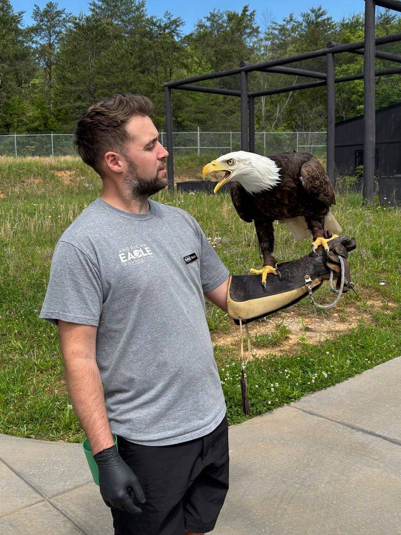 The Largest Group Of Non-Releasable Bald Eagles In The Country