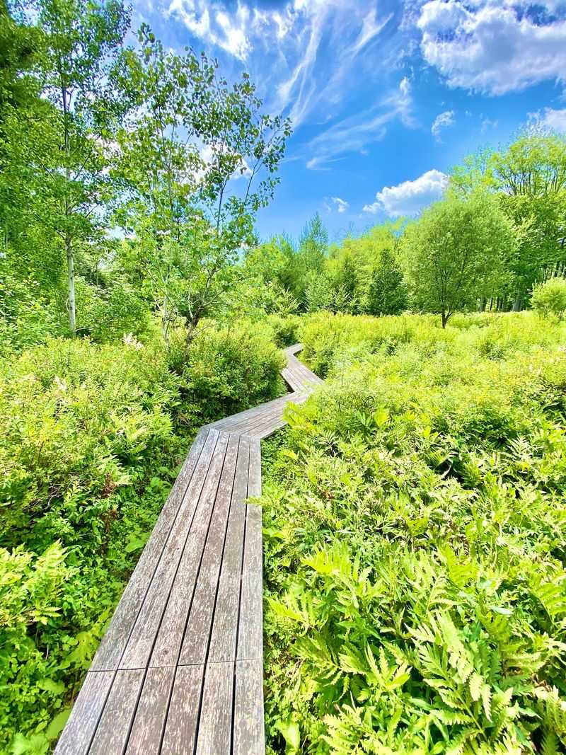 Meet Mountain Top Arboretum In Tannersville